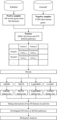 Identification of uveitis-associated functions based on the feature selection analysis of gene ontology and Kyoto Encyclopedia of Genes and Genomes pathway enrichment scores